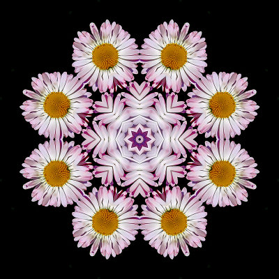 Kaleidoscopic picture created with two small wild flowers