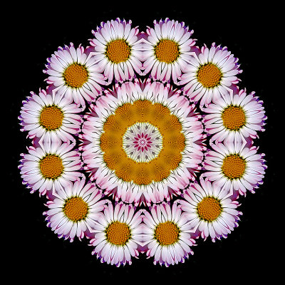 Kaleidoscopic picture created with two small wild flowers