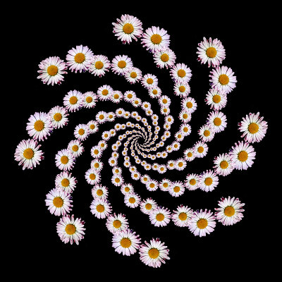 A spiral arrangement created with two small wild flowers