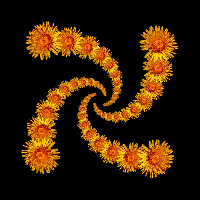 Spiral arrangement created with a yellow wild flower. Four arms at 13 flowers each