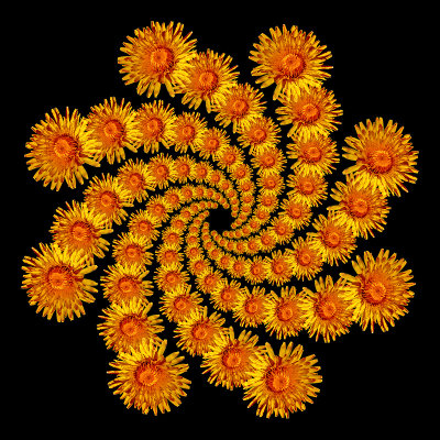 Spiral arrangement created with a yellow wild flower. Eight arms at 13 flowers each