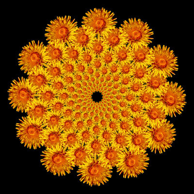 Spiral arrangement created with a yellow wild flower. Twelve arms at 13 flowers each