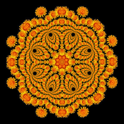 Evolved kaleidoscope created with a spiral arrangement of a wild flower