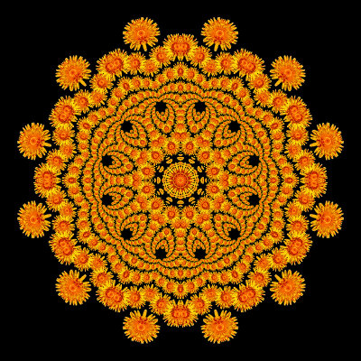 Evolved kaleidoscope created with a spiral arrangement of a wild flower