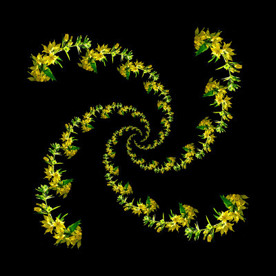 Spiral arrangement created with a wild flower seen in the forest - four arms with 13 elements