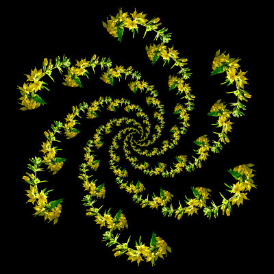 Spiral arrangement created with a wild flower seen in the forest - six arms with 13 elements