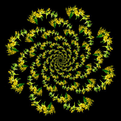 Spiral arrangement created with a wild flower seen in the forest - eight arms with 13 elements