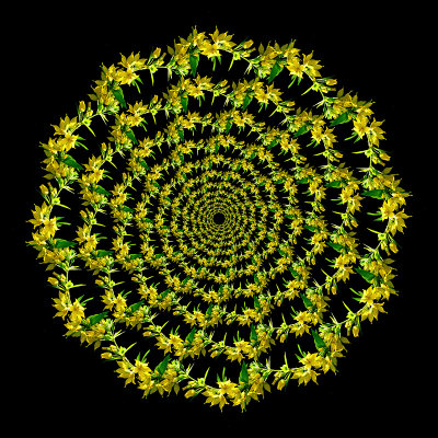 Spiral arrangement created with a wild flower seen in the forest - twelve times 13 elements