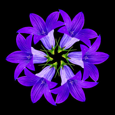 Arrangement of six simple copies of the bluebell flower