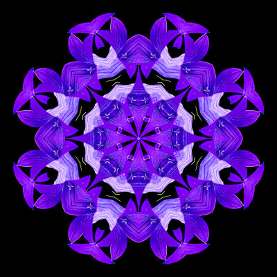 Kaleidoscopic creation with the wild bluebell flower