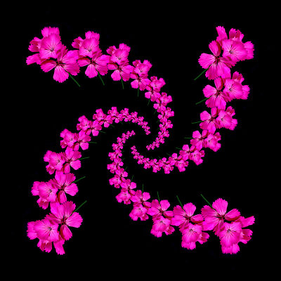 Regular spiral arrangement. Four arms with 13 flowers in each arm