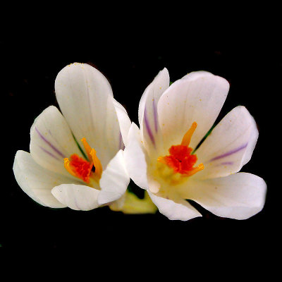 Two wild mountain crocus flowers I used to create spiral arrangements and kaleidoscopic pictures