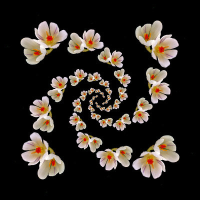 Spiral arrangement with two wild mountain crocus flowers. Four arms with 10 elements in each arm