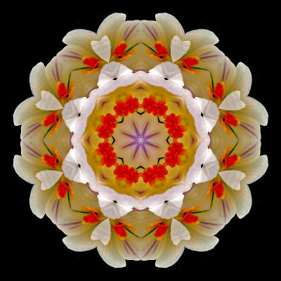 Kaleidoscopic creation with two wild mountain crocus flowers