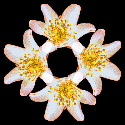 A wild flower arranged in four - a step to create the kaleidoscopic pictures