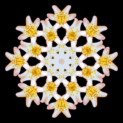 Kaleidoscopic picture created with a wild flower in the forest