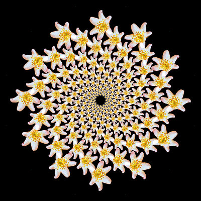 Spiral arrangement with a wild flower - twelve arms with 16 flowers in each arm