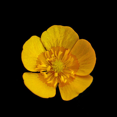 A common yellow wild flower I used to create kaleidoscopic pictures and spiral arrangements