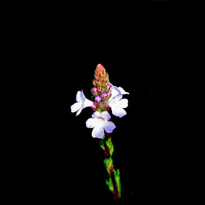 Another small wild flower I used to create kaleidoscopic pictures and spiral arrangements