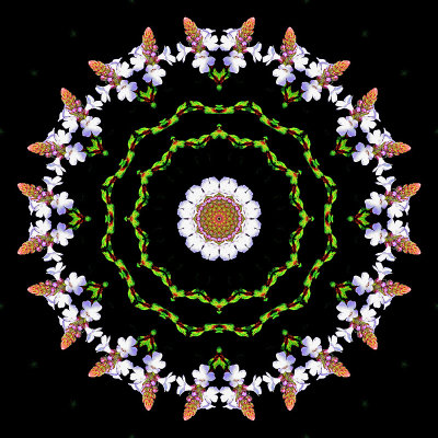 Kaleidoscopic creation with the small wild flower