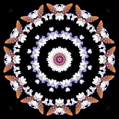Kaleidoscopic creation with the small wild flower