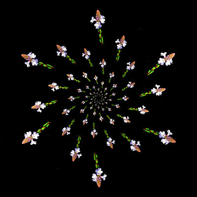 Spiral arrangement with the small wild flower. Six arms with 13 copies in each arm.