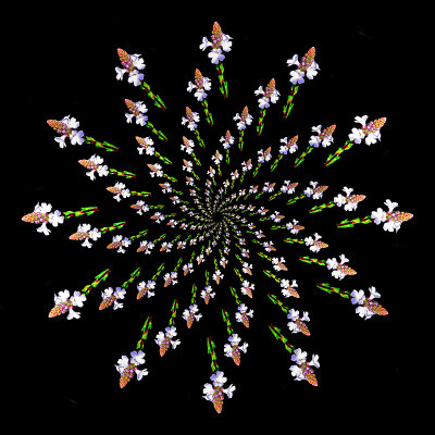 Spiral arrangement with the small wild flower. Twelve arms with 13 copies in each arm.