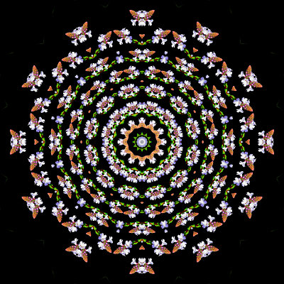 Evolved kaleidoscope done with the small wild flower