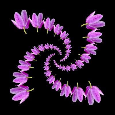 Spiral arrangement with a wild flower. Four arms with 13 copies of the flower in each arm.