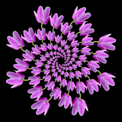 Spiral arrangement with a wild flower. Eight arms with 13 copies of the flower in each arm.