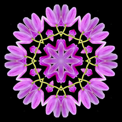Kaleidoscopic picture created with an early wild flower seen in the forest
