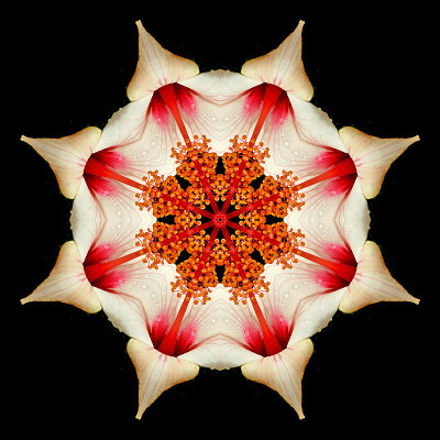 Kaleidoscopic picture created with the garden flower seen in Addis Ababa