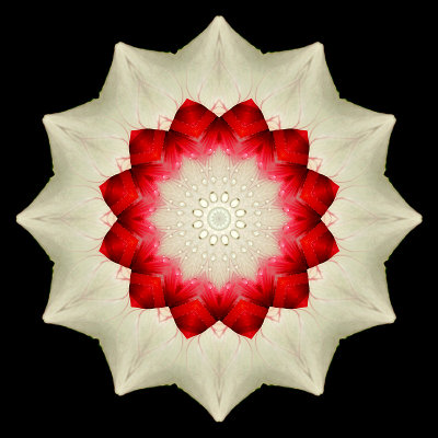 Kaleidoscopic picture created with the garden flower seen in Addis Ababa