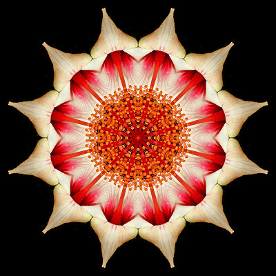 Kaleidoscopic picture created with the garden flower seen in Addis Ababa