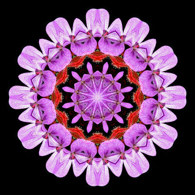 Kaleidoscopic picture created with a small wild flower seen in the forest