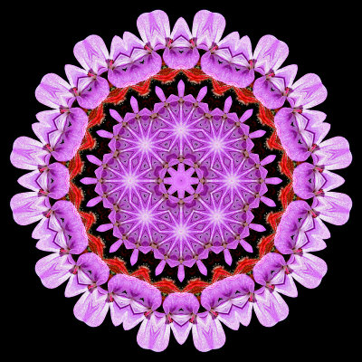 Evolved kaleidoscope created with a small wild flower seen in the forest