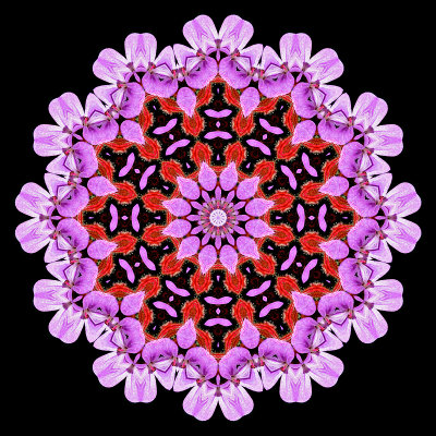 Evolved kaleidoscope created with a small wild flower seen in the forest