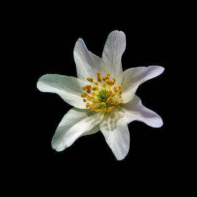 An early small wild flower seen in the forest - used to create arrangements and kaleidoscopic pictures
