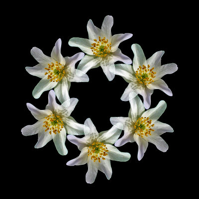 A ring arrangement with six copies of a small early wild flower seen in the forestlowe