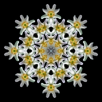 A kaleidoscopic picture created with a small early wild flower seen in the forest