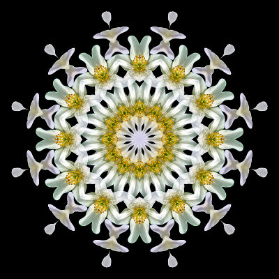 A kaleidoscopic picture created with a small early wild flower seen in the forest