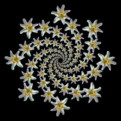 A spiral arrangement created with a small early wild flower seen in the forest - eight arms with 13 flowers in each arm