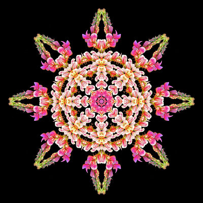 Kaleidoscopic picture created with a wild flower