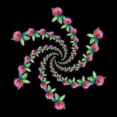 Spiral arrangement created with a wild flower - Six arms with 13 flowers in each arm