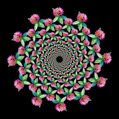 Spiral arrangement created with a wild flower - Twelve arms with 13 flowers in each arm