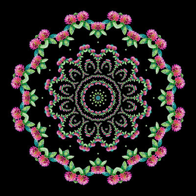 Evolved kaleidoscope created with a wild flower
