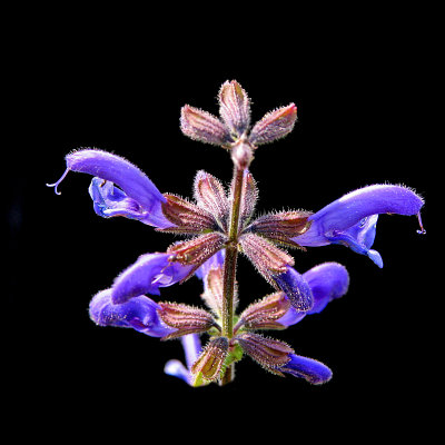 Wild salvia flower seen at the farm field. I used this wild salvia to create arrangements and kaleidoscopic pictures