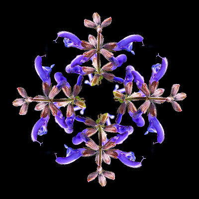 Arrangement with four copies of a wild salvia flower