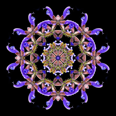 Kaleidoscopic picture created with a wild salvia flower
