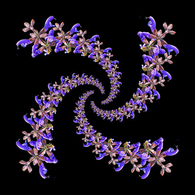 Spiral arrangement created with a wild salvia flower. Four arms with 13 flowers in each arm